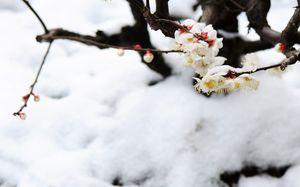 Image de fond PPT de fleur de prunier de neige fière rose