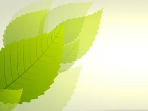 신선한 녹색 잎 PPT 배경 그림