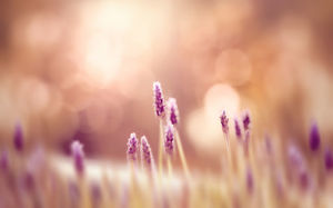 Hazy beautiful flowers and small flowers PPT background