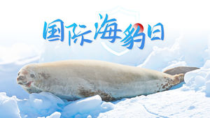 国际海豹日-野生动物保护ppt模板
