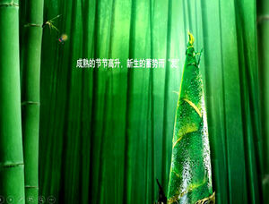 Modèle ppt de forêt de bambous de pousses de bambou cool