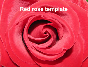 Template ppt latar belakang close-up mawar merah dan putih