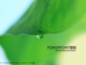 Lotus leaf natural fresh and elegant green ppt template
