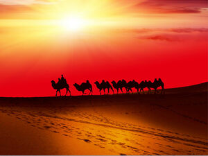 沙漠骆驼队ppt模板