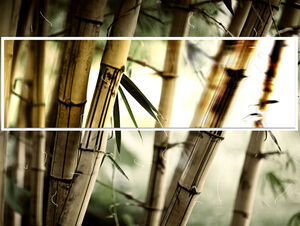 เทมเพลต Bamboo Fun - ทิวทัศน์ธรรมชาติ