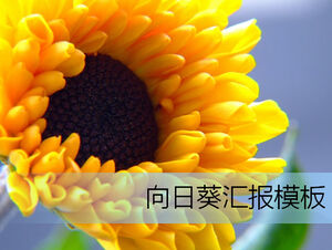 Ppt-Vorlage für den persönlichen Arbeitsbericht des Sonnenblumenelements
