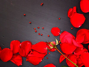 美丽的玫瑰花瓣黑色背景ppt模板
