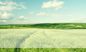 Endless green wheat field natural ppt template