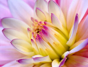 13美しい花のPPTの背景画像