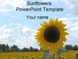 Sunflower ppt template under the blue sky