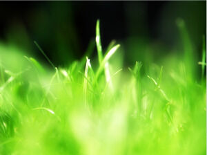 Spring PPT background picture
