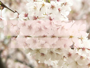 Romántica flor de cerezo PPT plantilla natural