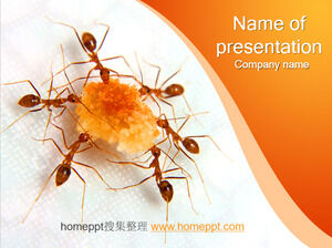 蚂蚁在分享食物-PPT动物模板