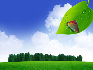 Butterfly green leaves dewdrop spring ppt template