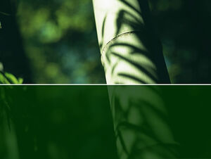 Bamboo close-up ppt template