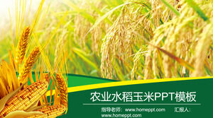 Agricultural products PPT template with rice wheat corn background