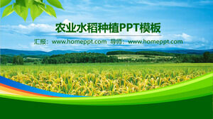 Modelo de PPT de agricultura com fundo de campo de arroz verde