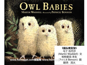 Baby Owl Picture Book Story PPT