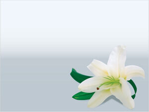 Lily Flower Powerpoint Templates