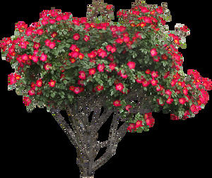 (60 개) 식물 꽃 나무 PNG 사진 (에)