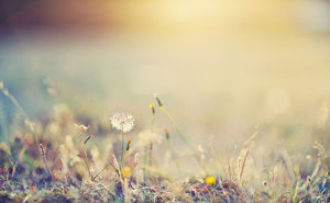 A dandelion dream background ppt picture