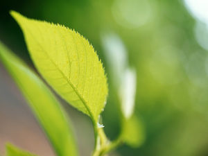 A green leaf ppt background image