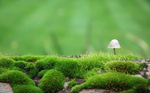 A lovely wild mushroom picture material