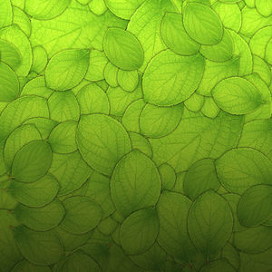 O bucată de imagine de fundal frunze verzi