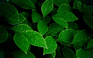 녹색 잎이 많은 높은 배경 그림의 집합