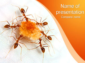 蚂蚁是分享食物 -  PPT模板动物