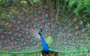 Hermoso pavo real de plumas de pavo real imágenes ppt