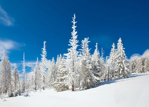 Niebieskie niebo pod zdjęciem cedrowego lasu