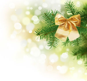 Bow pines light green background picture