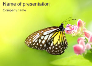 Butterfly collection pollen ppt template