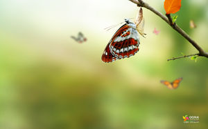 Farfalla Sette Lady Coccinella Insetti Sfondo diapositiva
