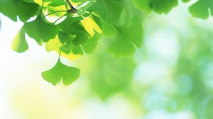 Четкий и элегантный зеленый гинкго листьев фонового изображения
