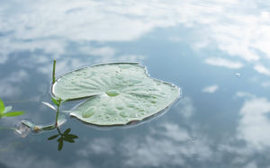 Clear water blue sky water phase phase - lotus leaf background picture