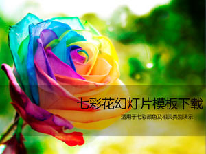 Kolorowe róże piękny szablon ppt