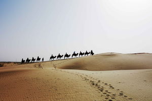 沙漠駱駝PPT圖片