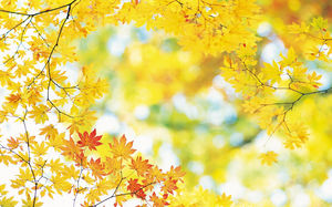 yang funky maple gambar latar belakang daun kuning samar