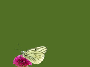 Des fleurs sur les images de fond du diaporama papillon
