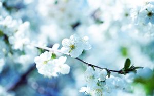 Focus on flowers blurred background elegant ppt pictures
