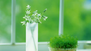 在淡绿色的背景图片一束鲜花的玻璃