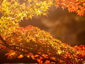 Golden Autumn Maple Leaf image de fond