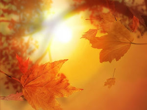 Golden Maple Leaf Background Picture