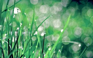 Foglie di erba rugiada immagine di sfondo presentazione verde brillante luce spot