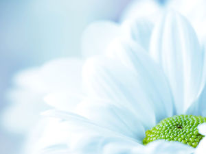 Großes schönes Blütenblatt close-up Hintergrundbild