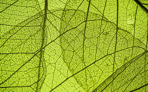 Zielony Kolorowe Liście Veil Zdjęcie High Definition Big Picture Tło
