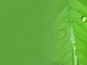 Yeşil yaprak çiy slayt arka plan resmi
