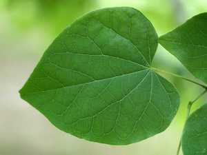 High-definition large leaves local close-up ppt picture